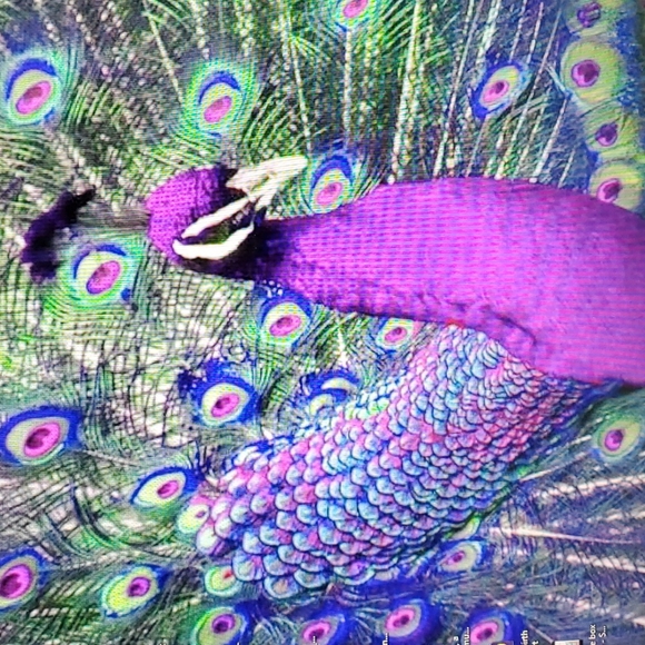 Meet your Posher, Shari - Picture 1 of 1